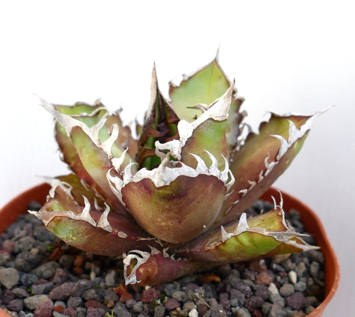 Agave titanota cv. 'Red Catweezle' 20X