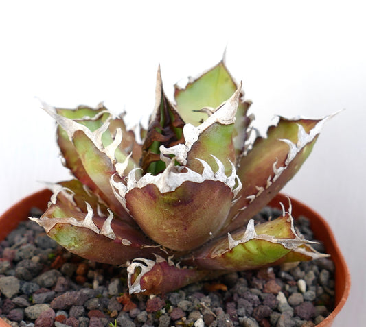 Agave titanota cv. 'Red Catweezle' 20X