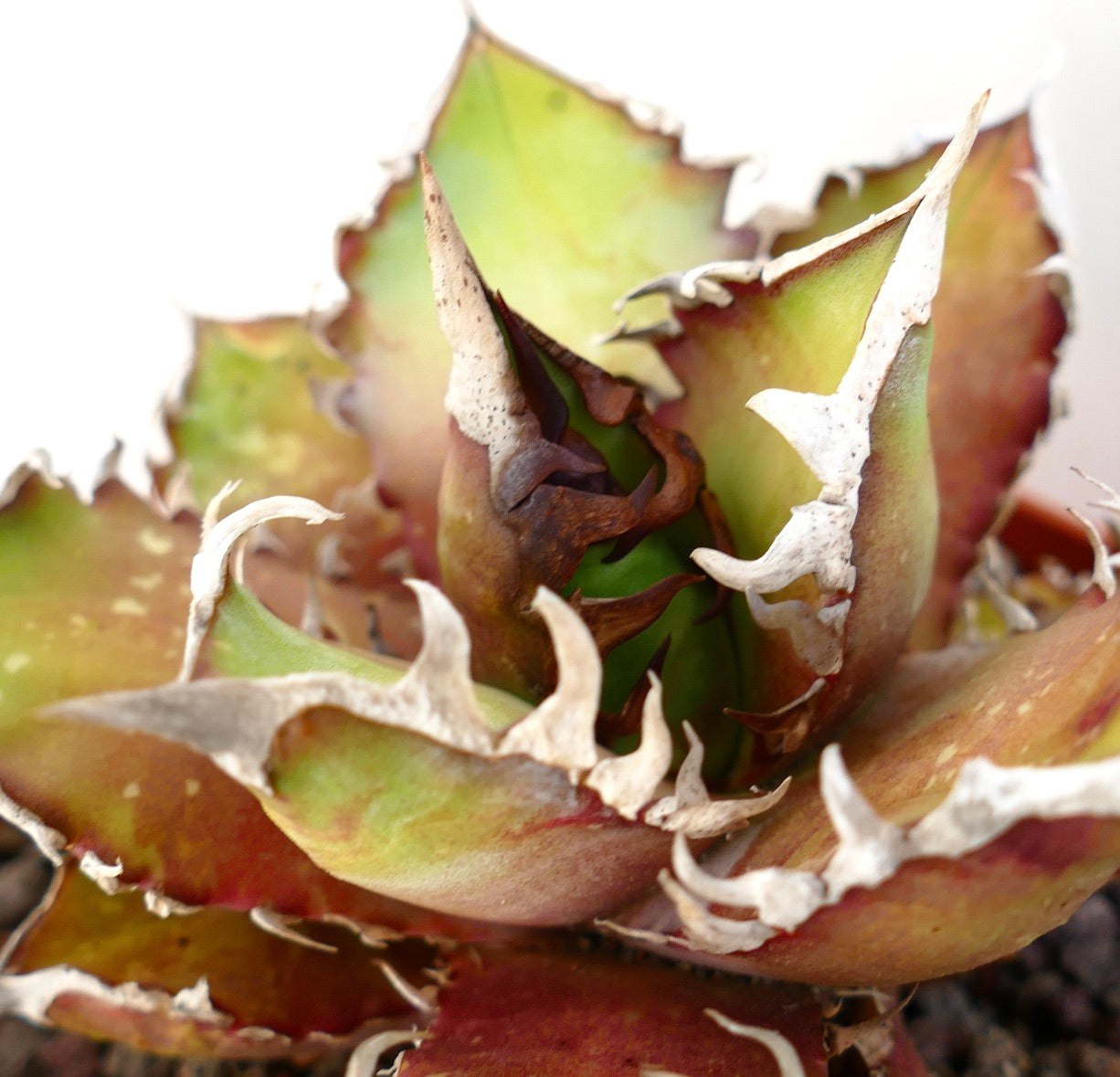 Agave titanota cv. 'Red Catweezle' 20X