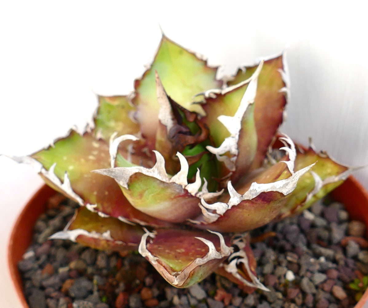 Agave titanota cv. 'Red Catweezle' 20X