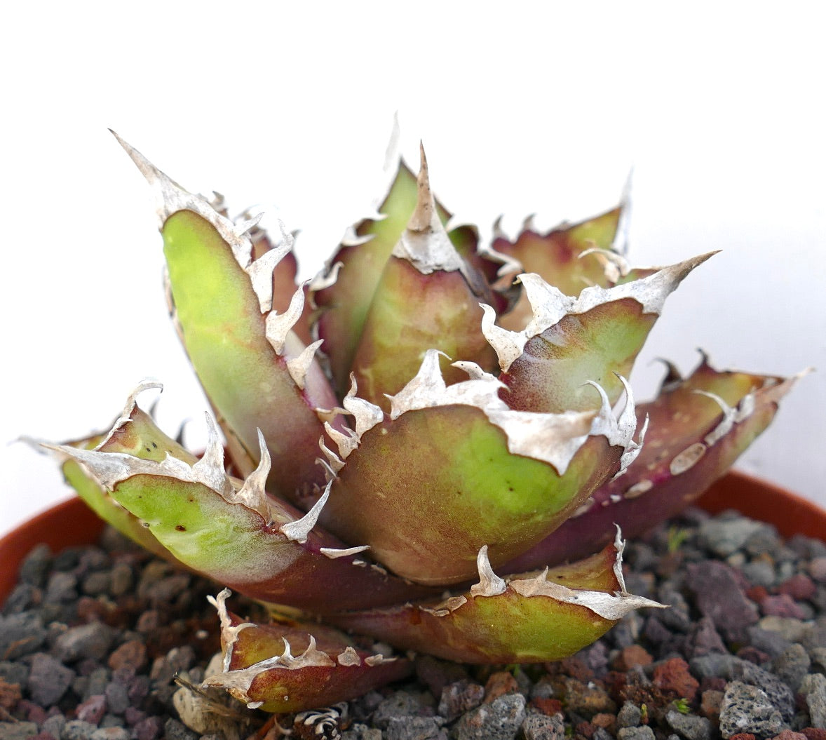 Agave titanota cv. 'Red Catweezle' 20X