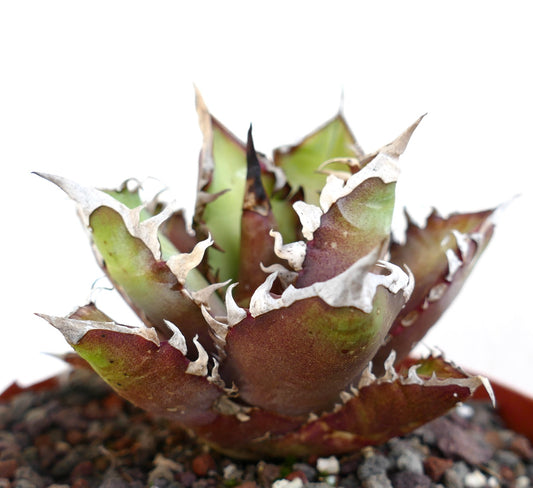 Agave titanota cv. 'Red Catweezle' 273SA