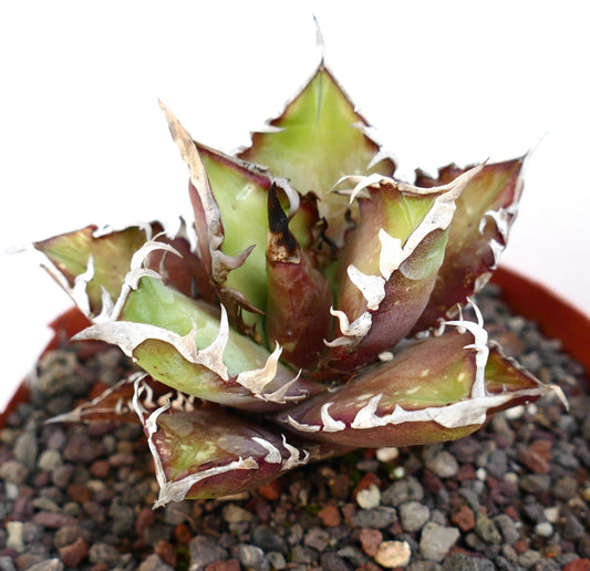 Agave titanota cv. 'Red Catweezle' 273SA