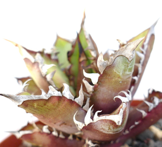 Agave titanota cv. 'Red Catweezle' 7431