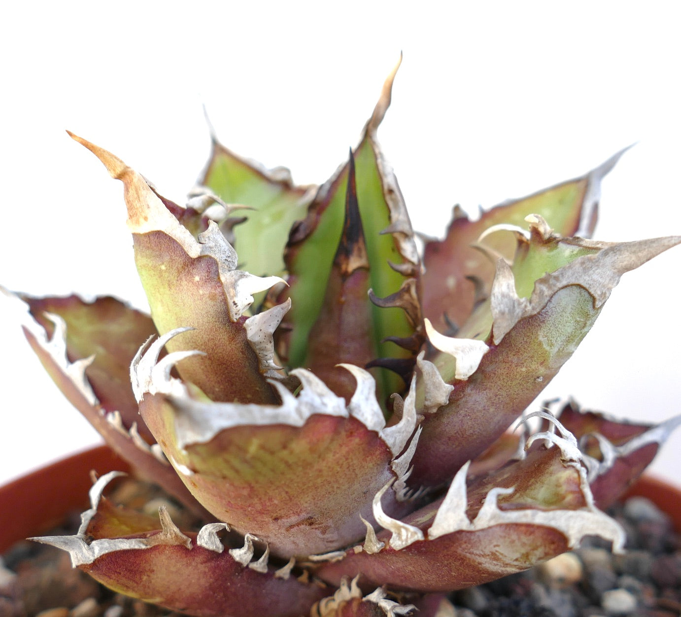 Agave titanota cv. 'Red Catweezle' 7431