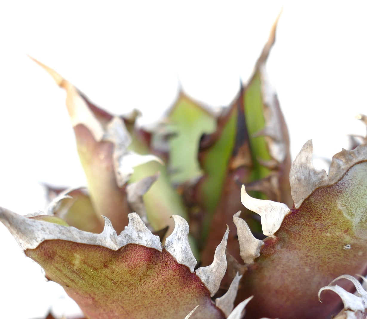 Agave titanota cv. 'Red Catweezle' 7431