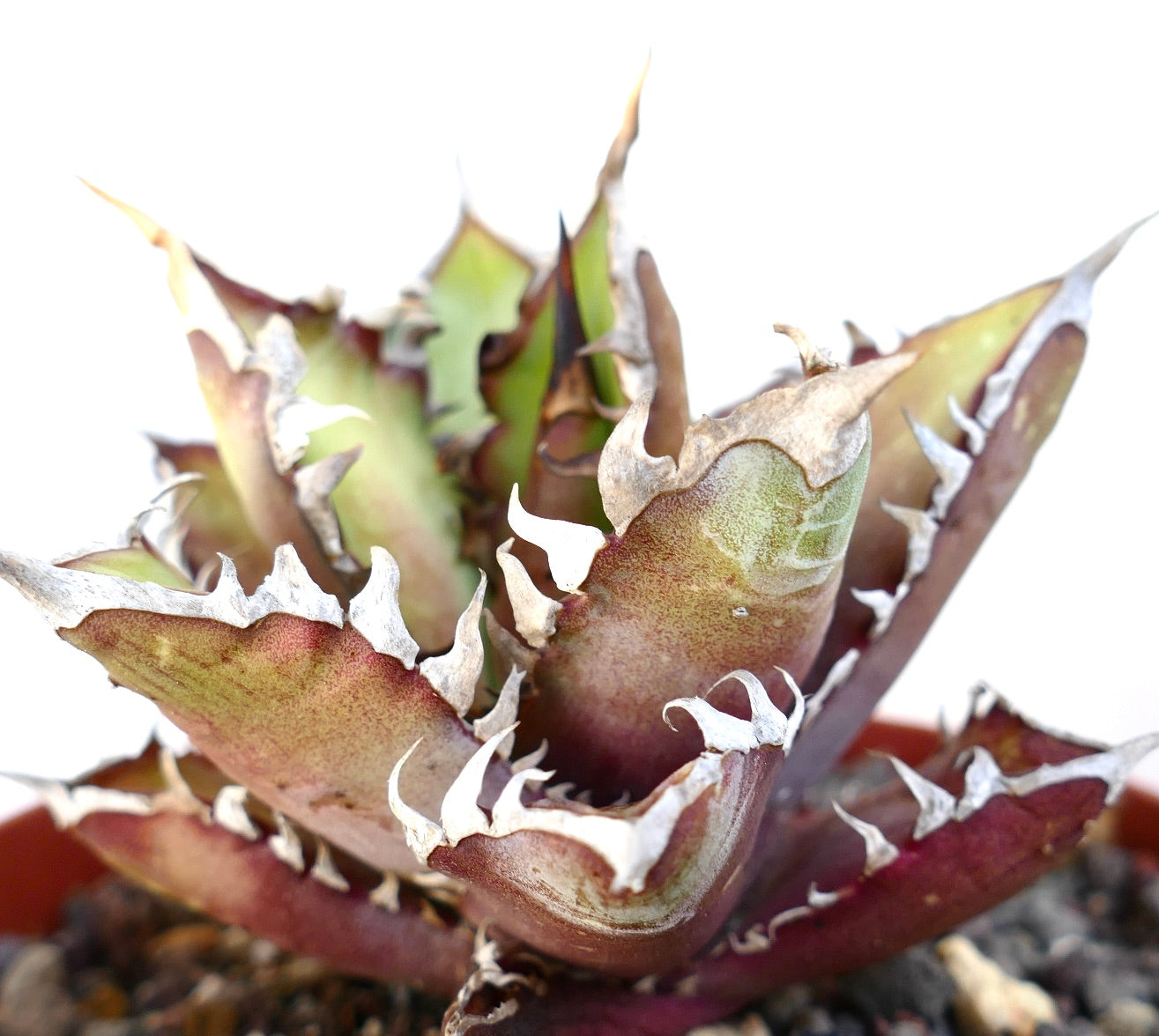 Agave titanota cv. 'Red Catweezle' 7431