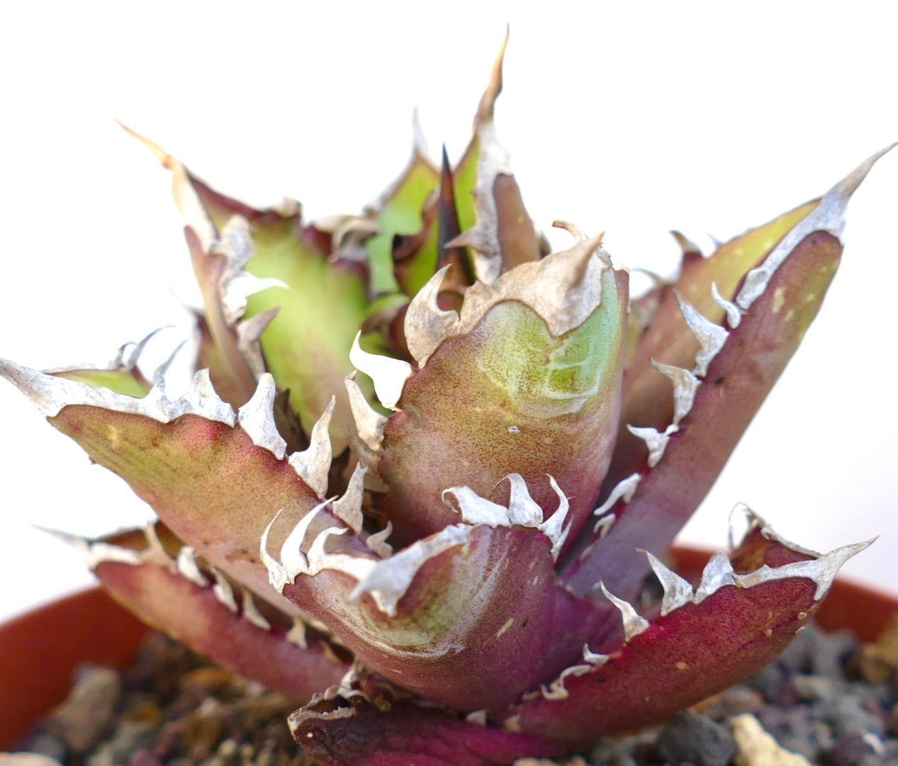Agave titanota cv. 'Red Catweezle' 7431