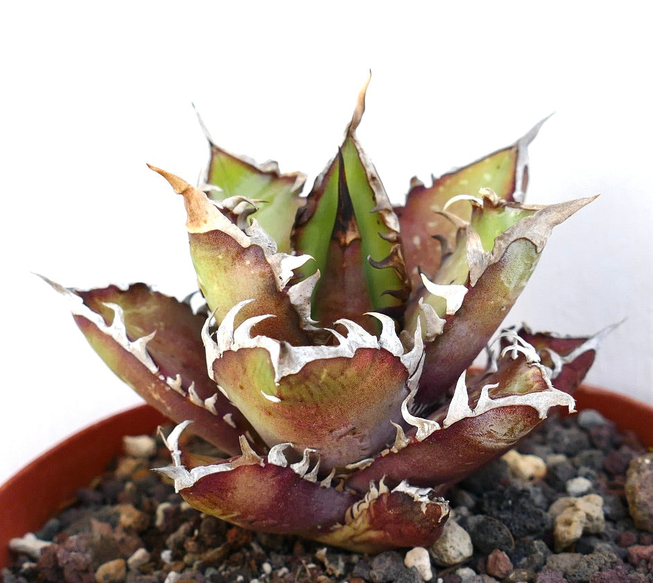 Agave titanota cv. 'Red Catweezle' 7431