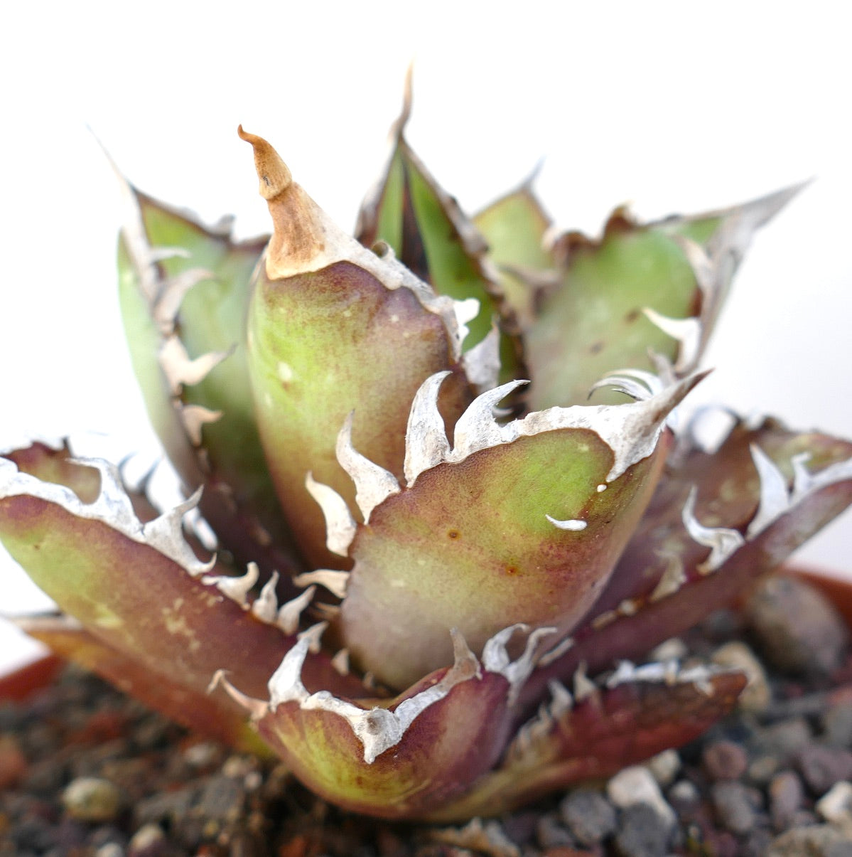 Agave titanota cv. 'Red Catweezle' 7431