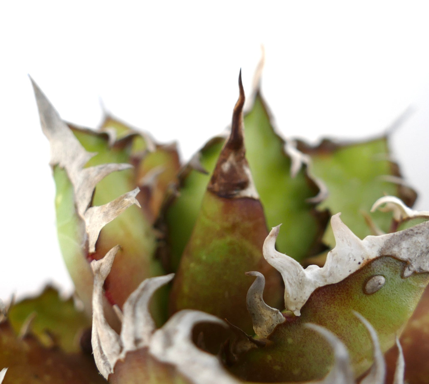 Agave titanota cv. 'Red Catweezle' succulent with thick green leaves and curled white spines