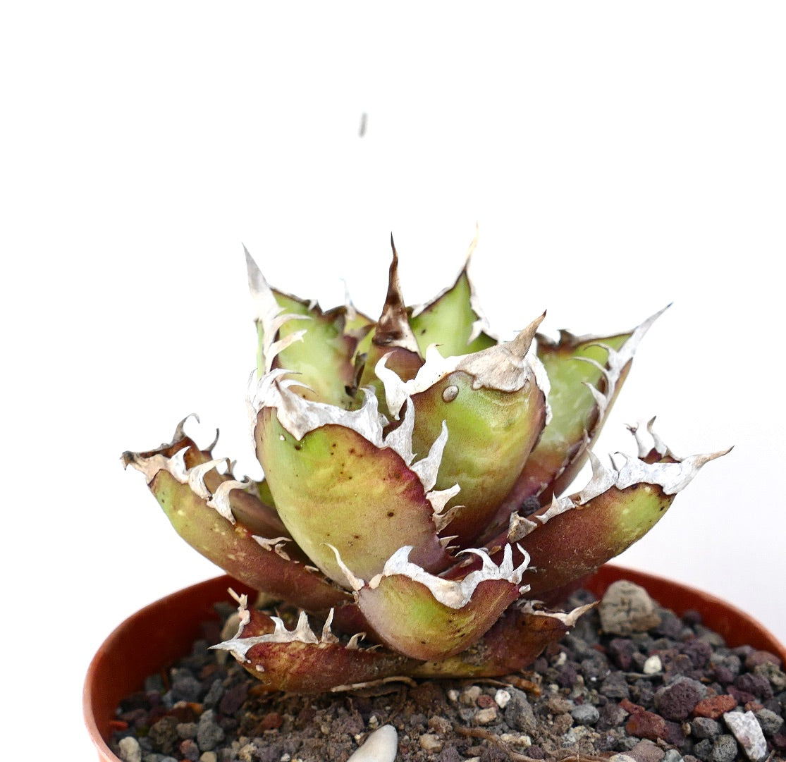 Agave titanota cv. 'Red Catweezle' succulent with spiky white-edged leaves in small pot