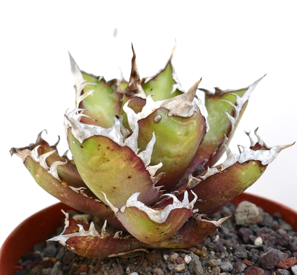 Agave titanota cv. 'Red Catweezle' rare succulent with thick spiny leaves and white margins