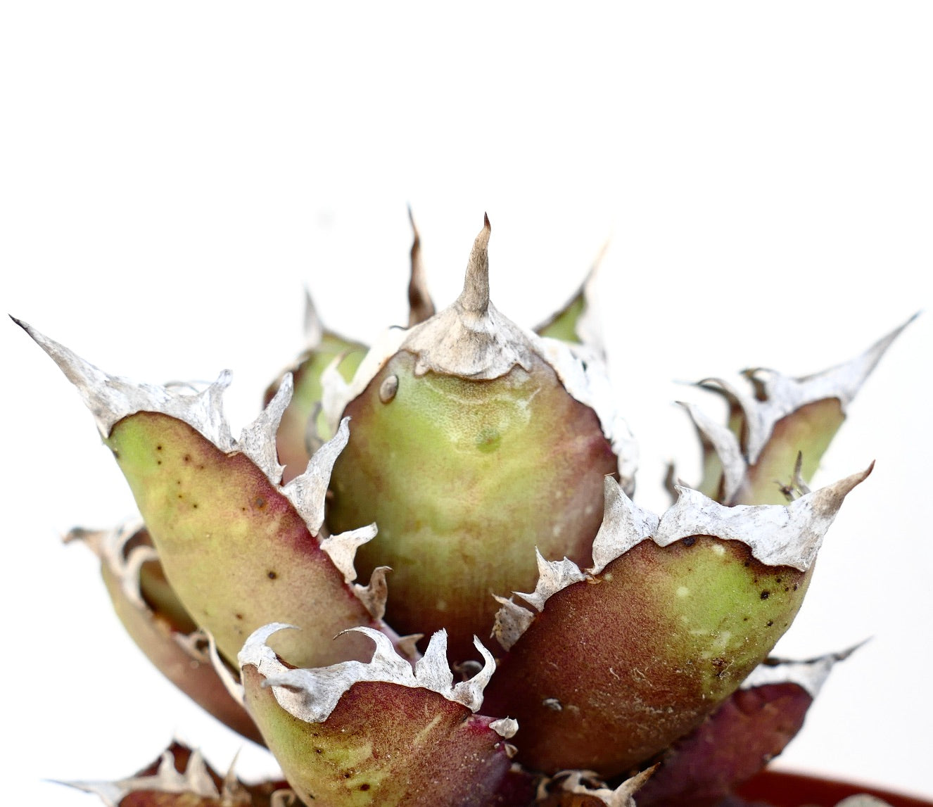 Agave titanota cv. 'Red Catweezle' rare succulent with thick spiny leaves and white margins