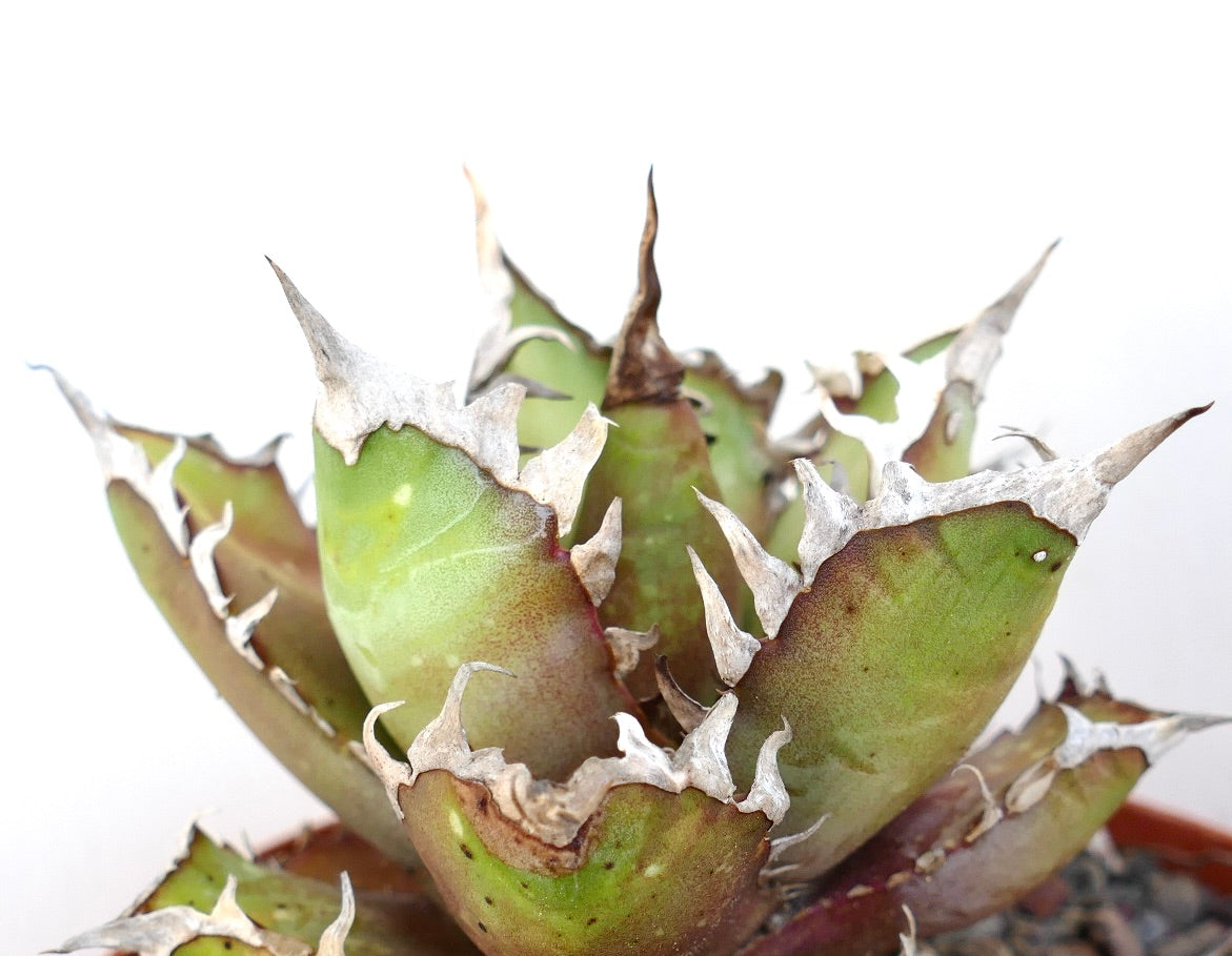 Agave titanota cv. 'Red Catweezle' succulent with thick spiny leaves and white margins