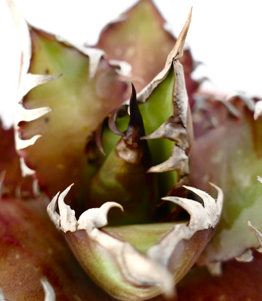 Agave titanota cv. 'Red Catweezle' 85BZ