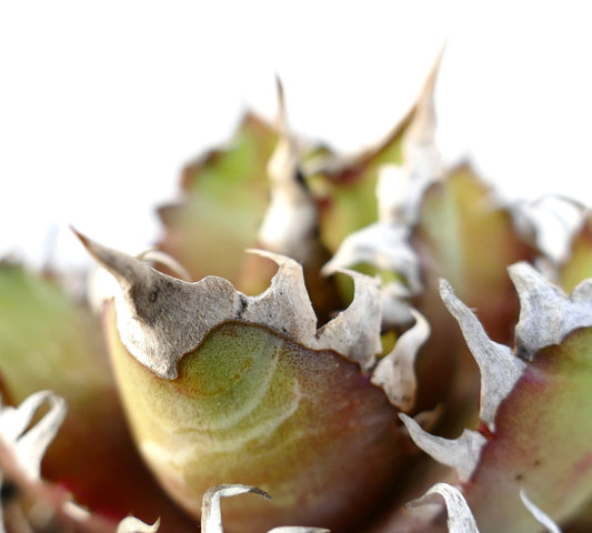 Agave titanota cv. 'Red Catweezle' 93T