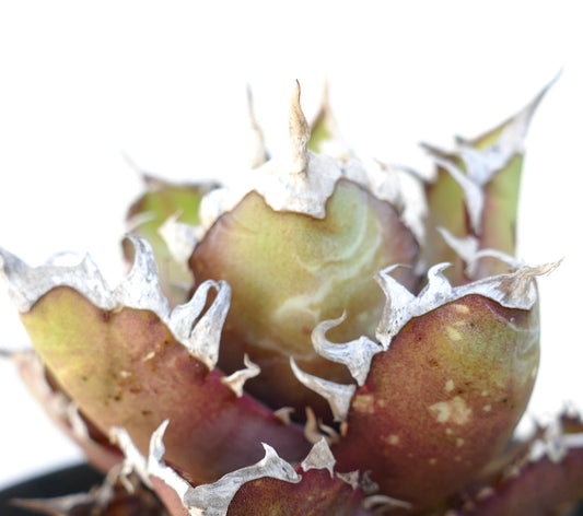 Agave titanota cv. 'Red Catweezle' 93T