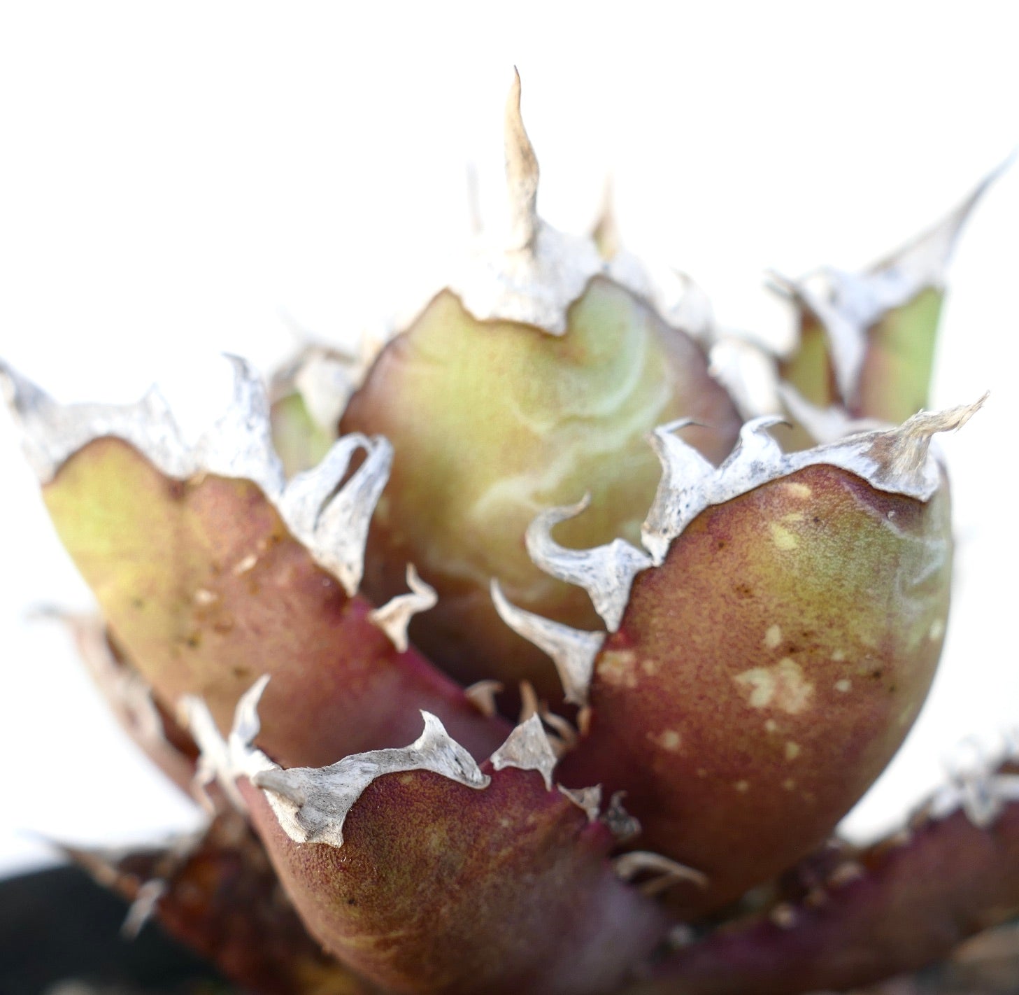 Agave titanota cv. 'Red Catweezle' rare succulent with wavy white-edged leaves and reddish-green tones
