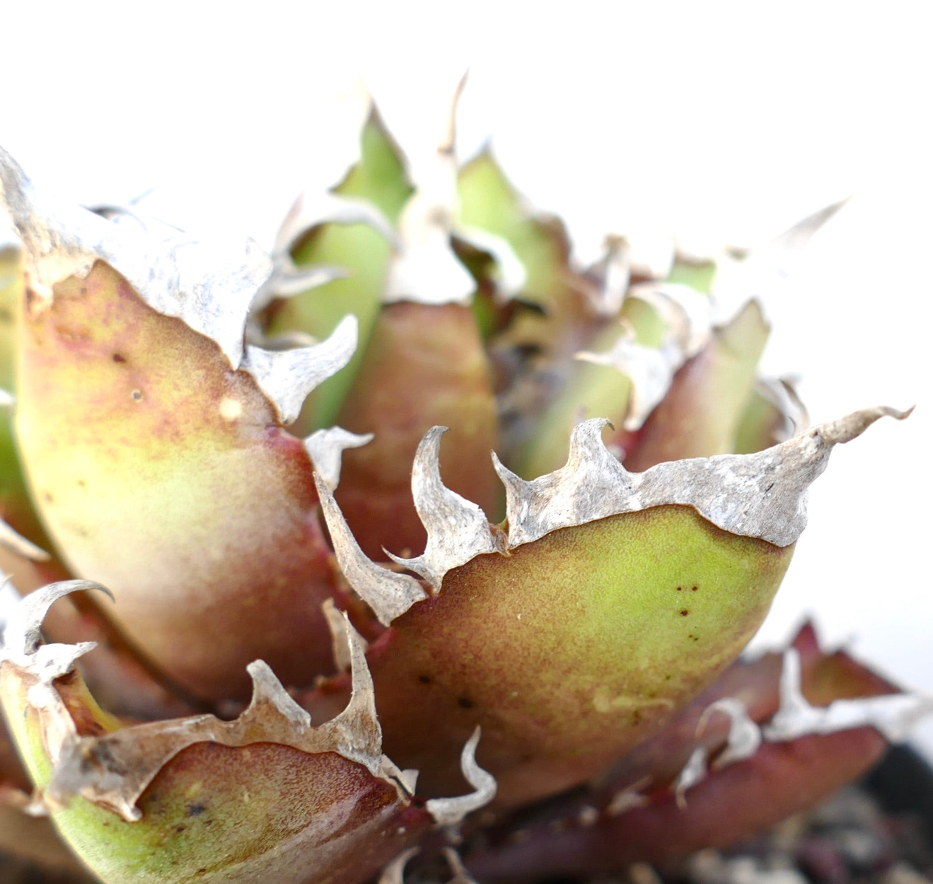Agave titanota cv. 'Red Catweezle' succulent with thick leaves and distinctive curled spines