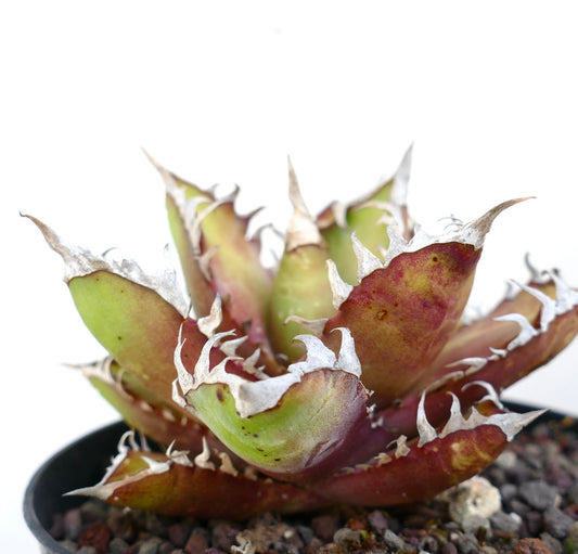 Agave titanota cv. 'Red Catweezle' A3