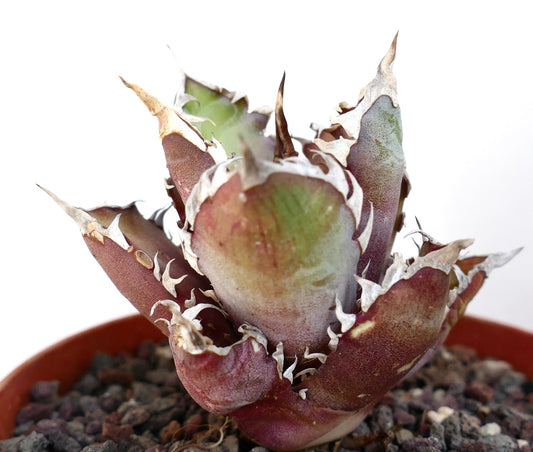 Agave titanota cv. 'Red Catweezle' AP4