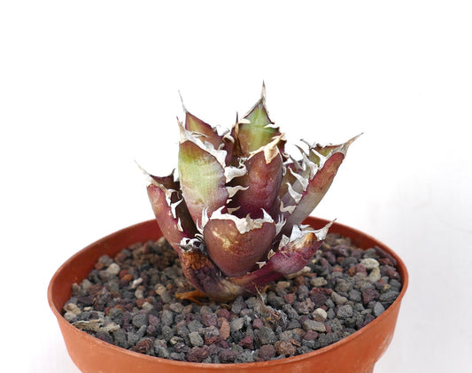 Agave titanota cv. 'Red Catweezle' AP4