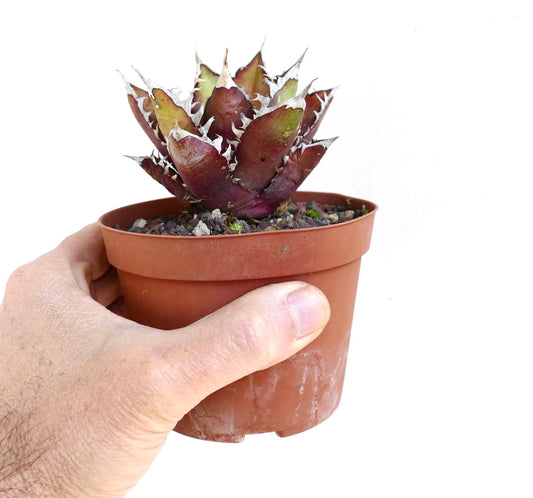 Agave titanota cv. 'Red Catweezle'