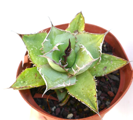 Agave titanota cv 'Green Grass' WITH OFFSETS