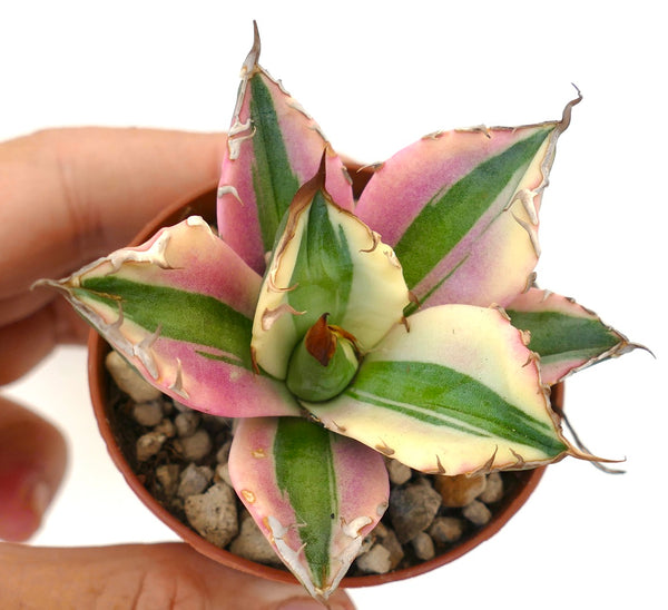 Agave titanota Híbrido | Suculenta Deslumbrante para Exposições