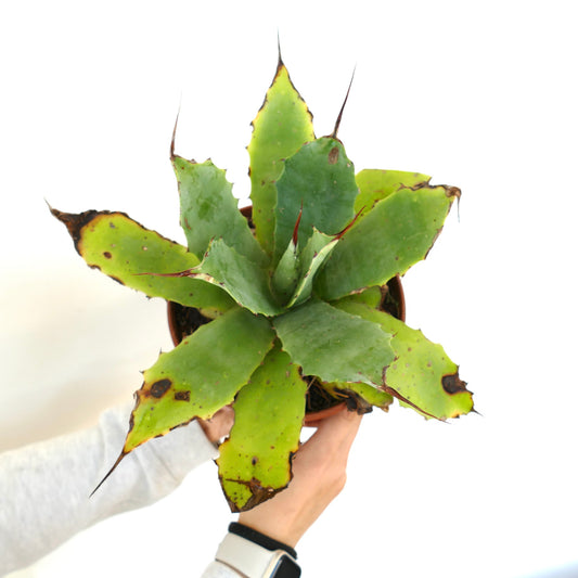 Agave verschaffeltii x eborispina vetplant met lange scherpe stekels en dikke groene bladeren