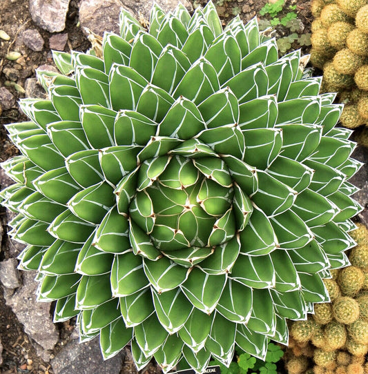 Agave victoriae reginae succulent rosette with thick green leaves and white margins