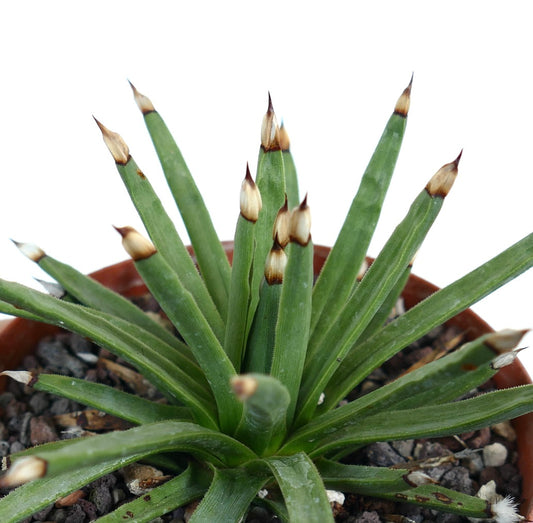 Agave titanota 