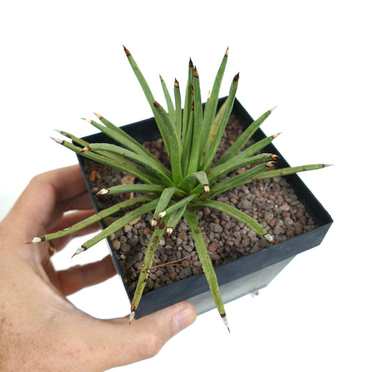 Agave titanota 