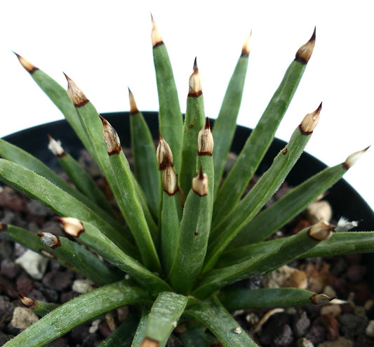 Agave titanota 