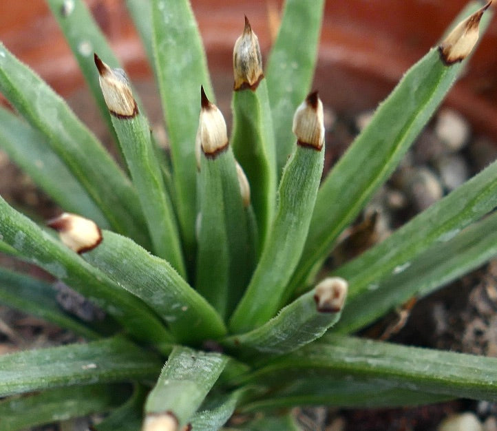 Agave albopilosa