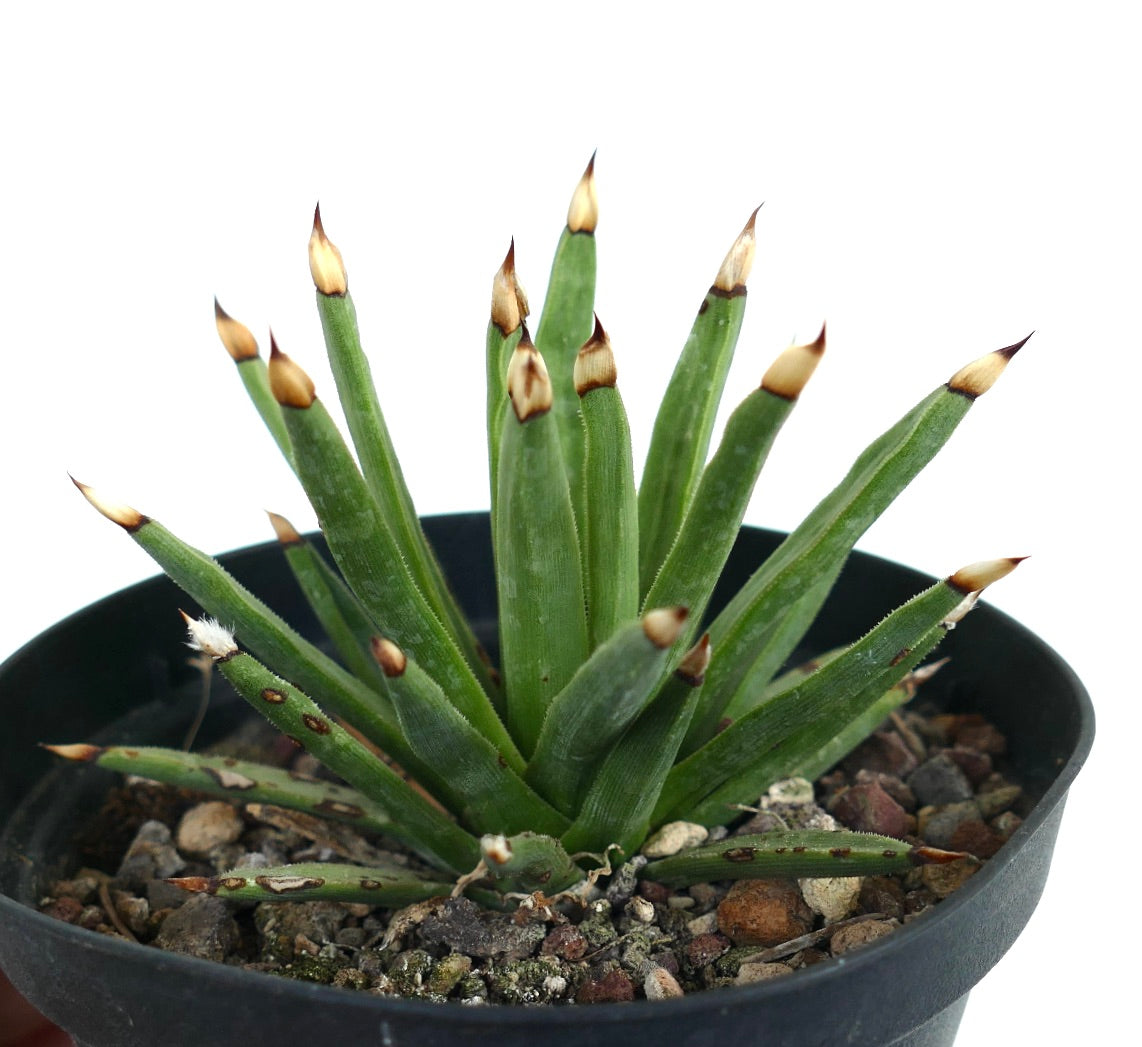 Agave albopilosa