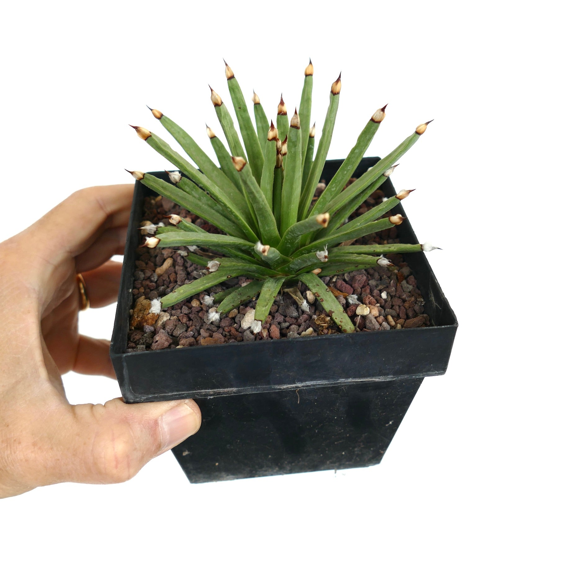 アガベ・アルボピローサ | botanicalarchive.com | 今すぐ購入 | 希少