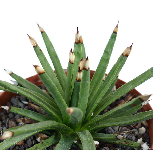 【新品種アガベ】アルボピロサ(アルボピローサ) アガベ・アルボピローサの基本情報・育て方｜多肉植物・サボテン