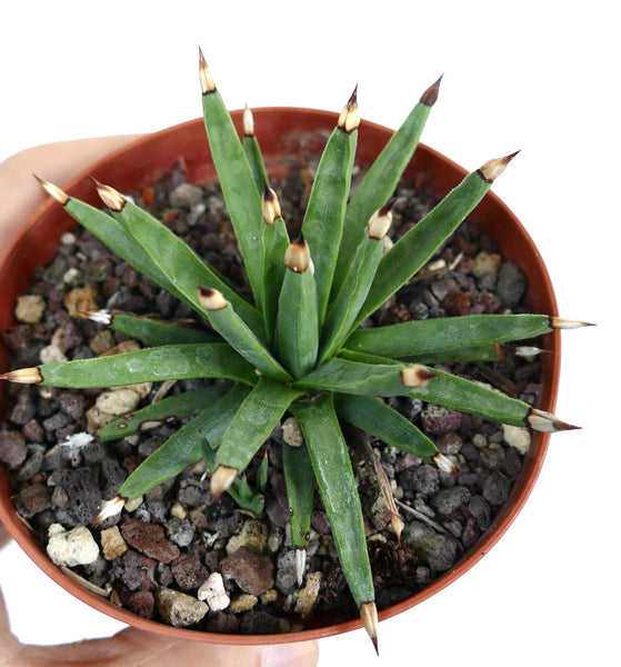 Agavealbopilosa-2_352ccaf2-