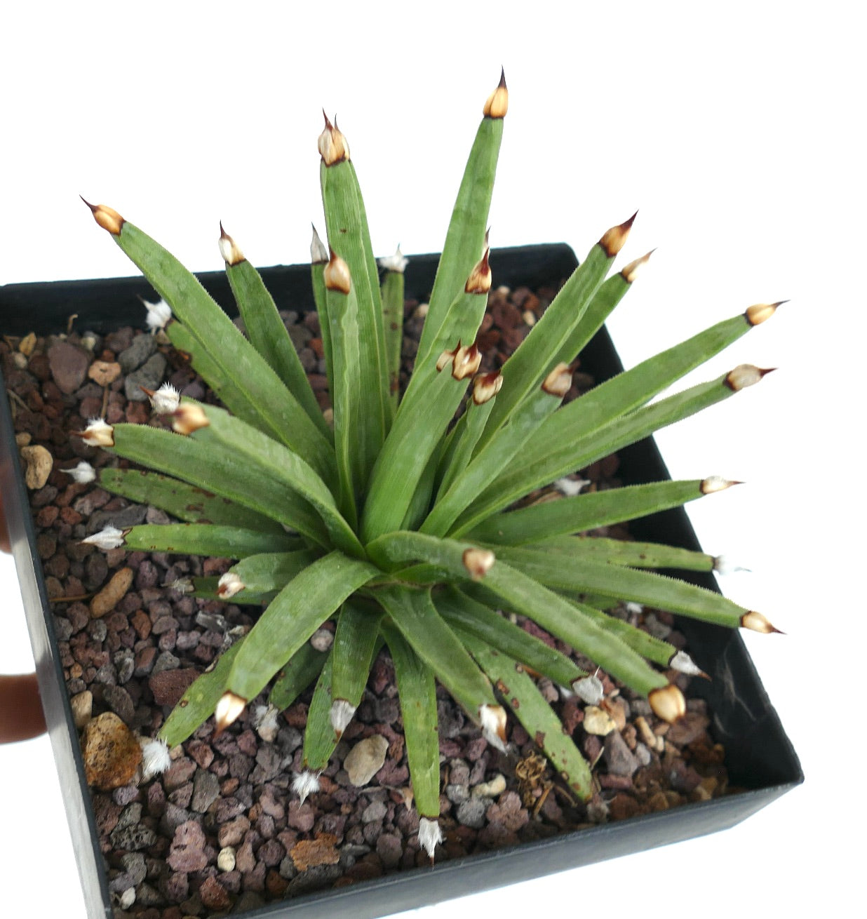 Agave titanota 