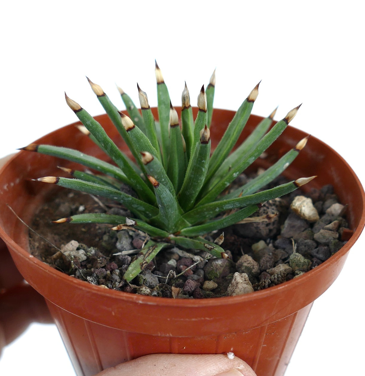 アガベ・アルボピローサ | botanicalarchive.com | 今すぐ購入 | 希少