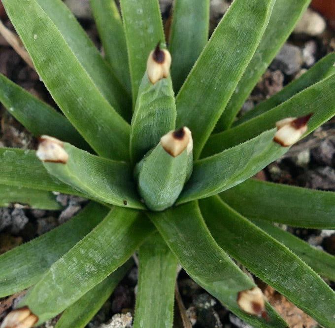 Agave titanota 