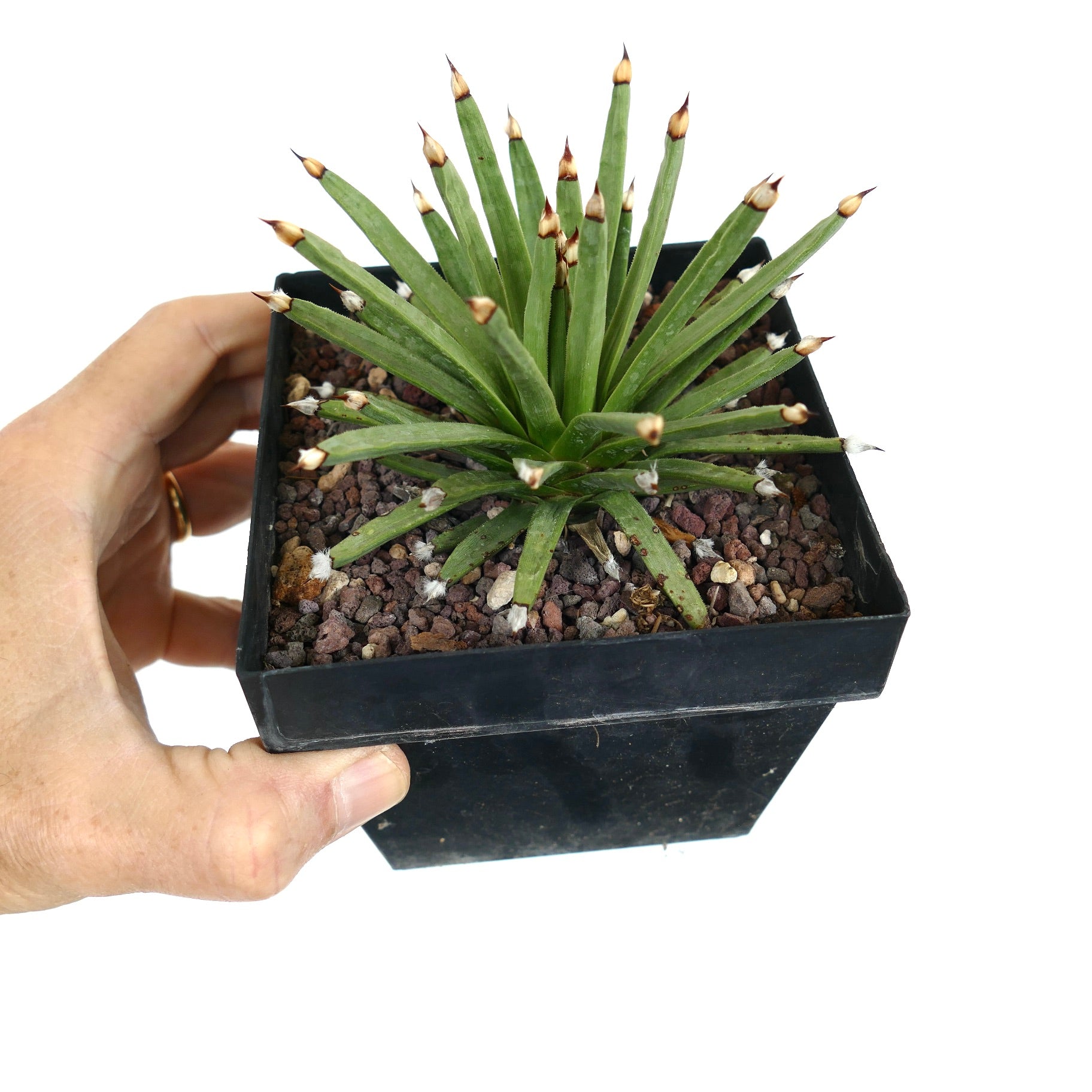 アガベ・アルボピローサ | botanicalarchive.com | 今すぐ購入 | 希少