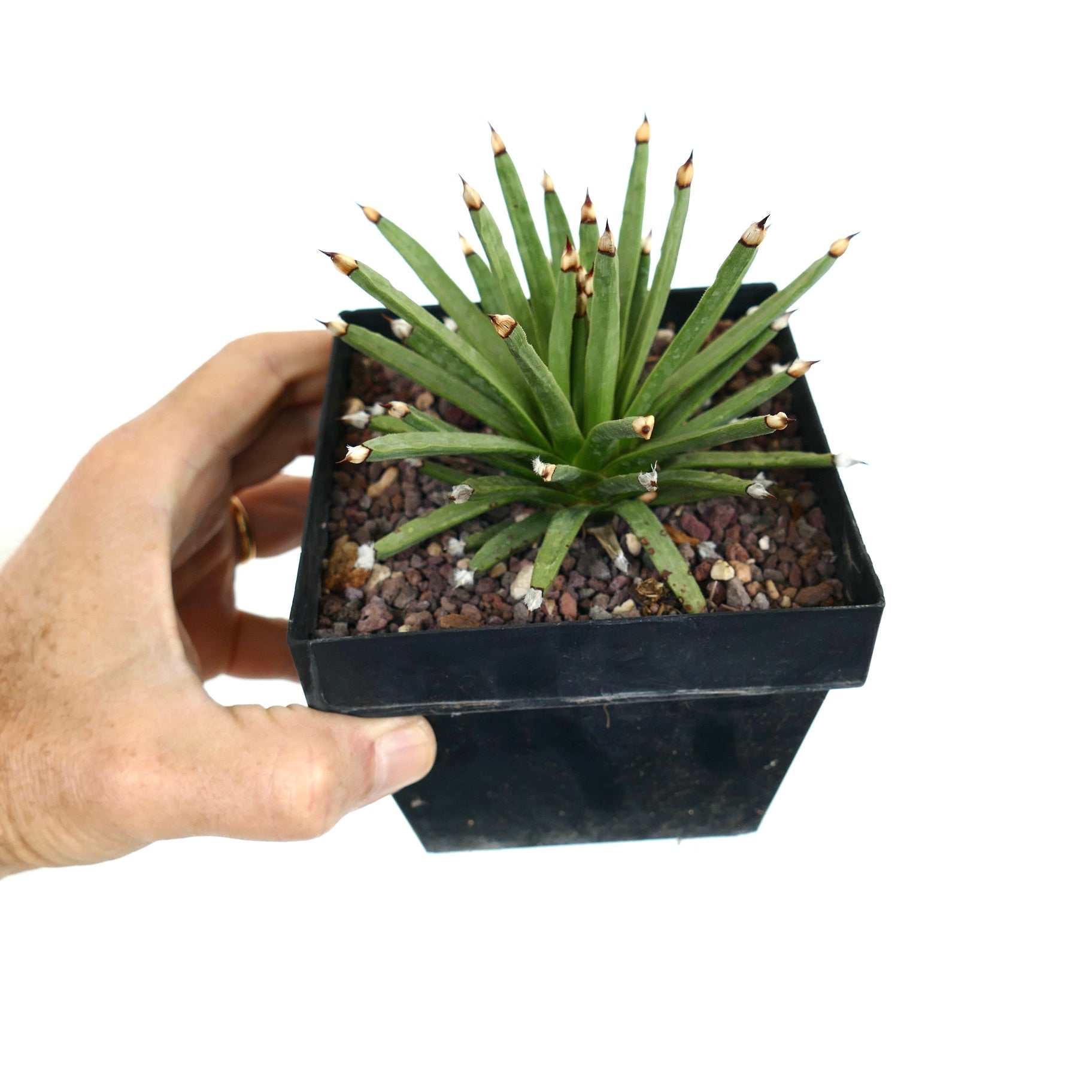 Agave Albopolosa - Snow Puff sale Agave - Compact Agave - Slow Growing - Free Shipping