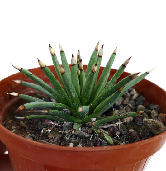 Agave titanota 