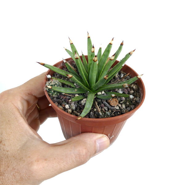 アガベ アルボピロサ アガベ・アルボピローサ | botanicalarchive.com | こちらから購入