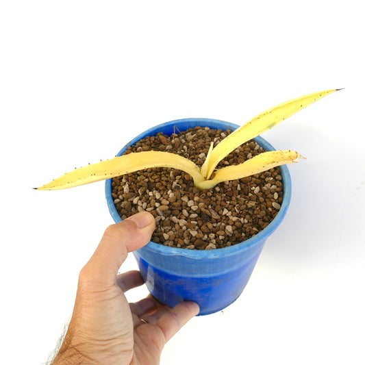 Agave americana succulent with elongated pale yellow leaves and small spines in blue pot