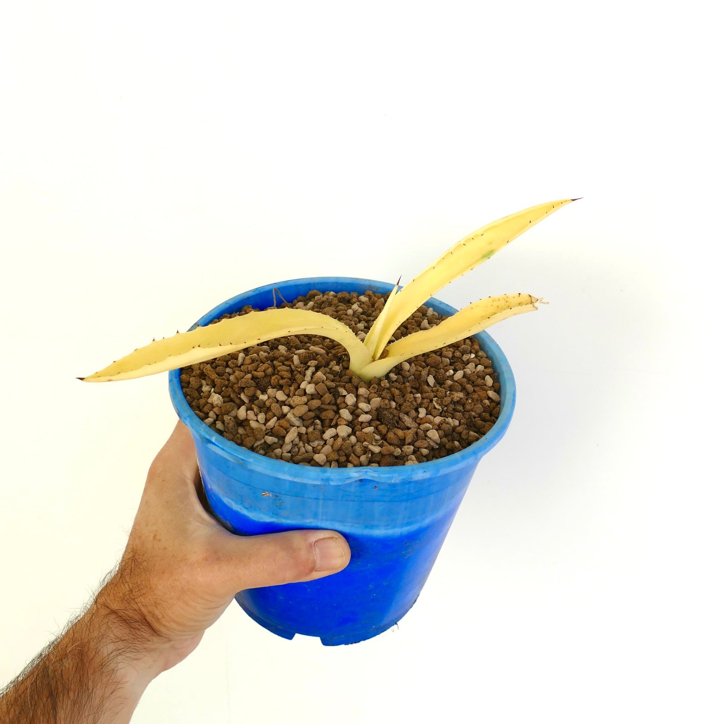 Agave americana succulent with pale yellow variegated leaves and sharp spines in blue pot