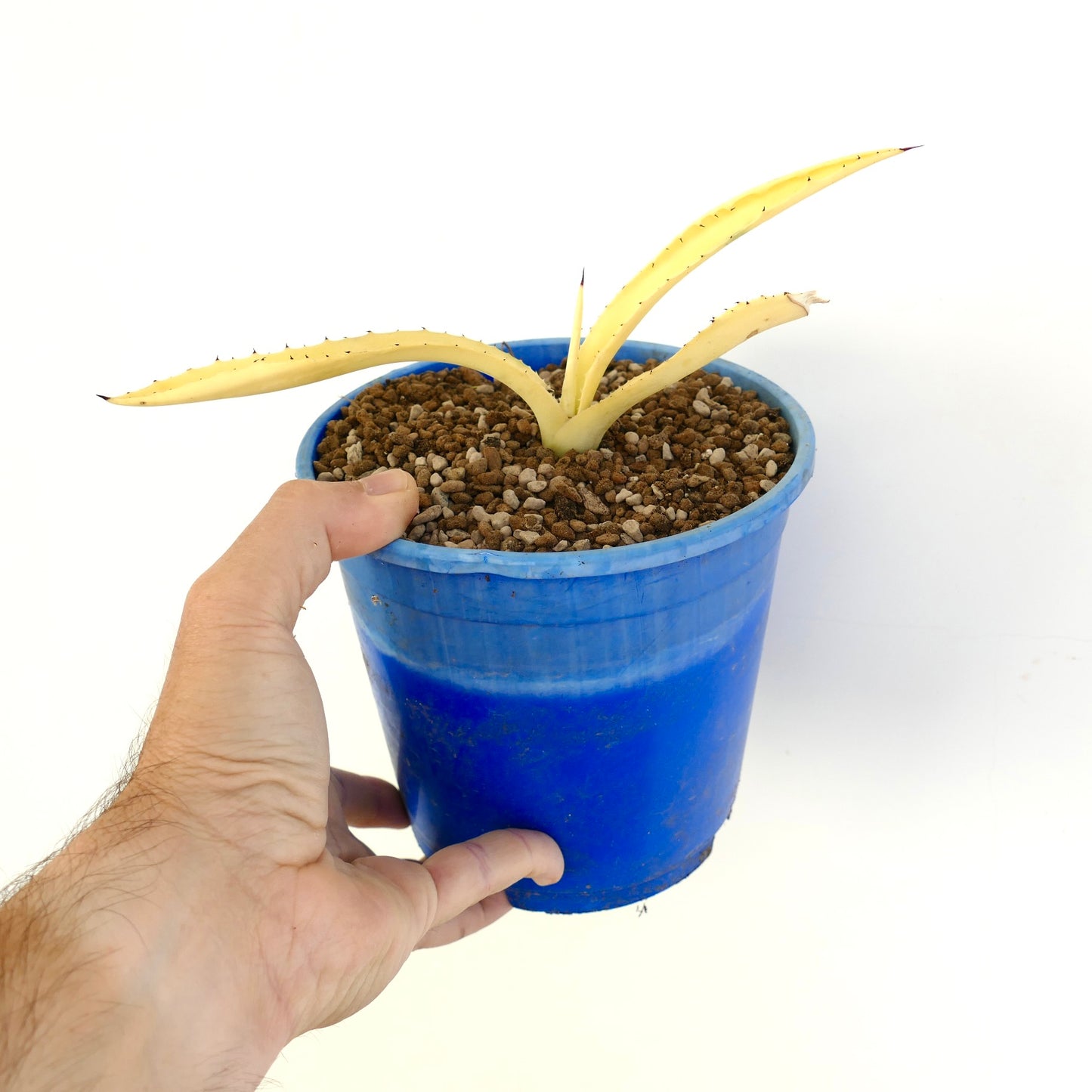 Agave americana succulent with pale yellow variegated leaves and small spines in blue pot